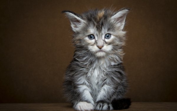 Animal Cat Cats Kitten Cute HD Wallpaper | Background Image