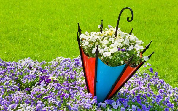A colorful umbrella repurposed as a planter with white pansy flowers, surrounded by purple blooms on a lush green lawn, captured in HD for a vibrant desktop wallpaper.