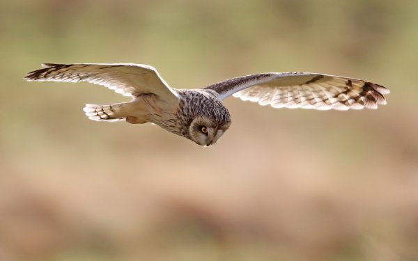 Animal Short-eared Owl Birds Owls Owl Flight Flying Bird HD Wallpaper | Background Image