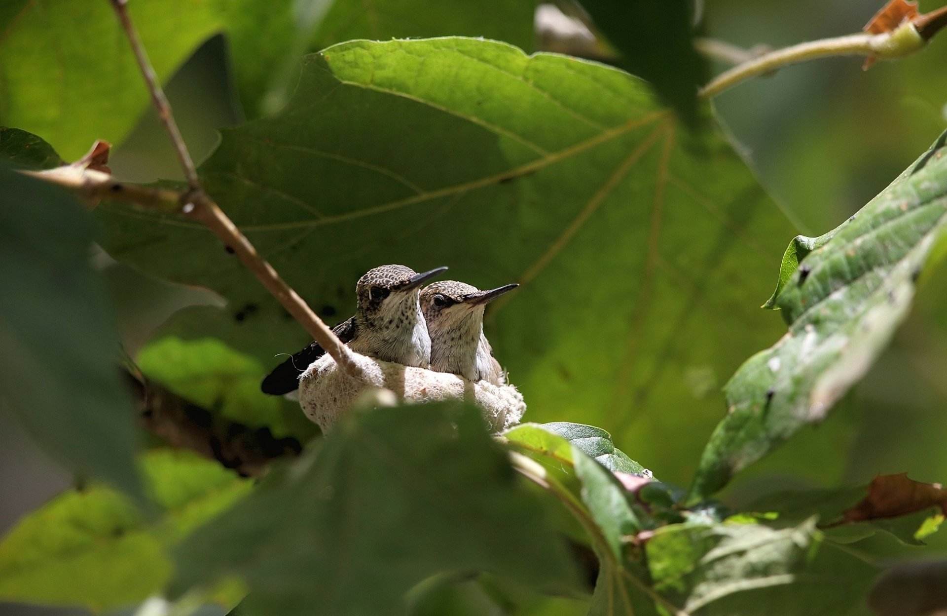 A close-up of a hummingbird couple nestled together in their nest, surrounded by green leaves, captured in HD for a vibrant PC desktop wallpaper.