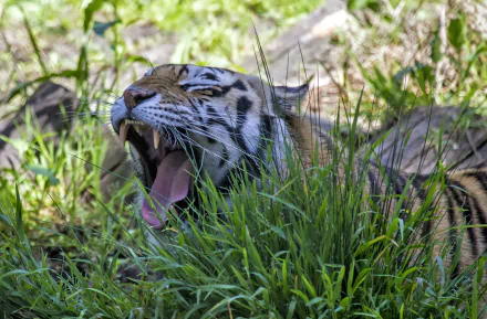 yawn Animal tiger HD Desktop Wallpaper | Background Image