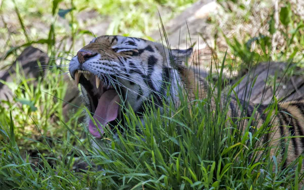 yawn Animal tiger HD Desktop Wallpaper | Background Image