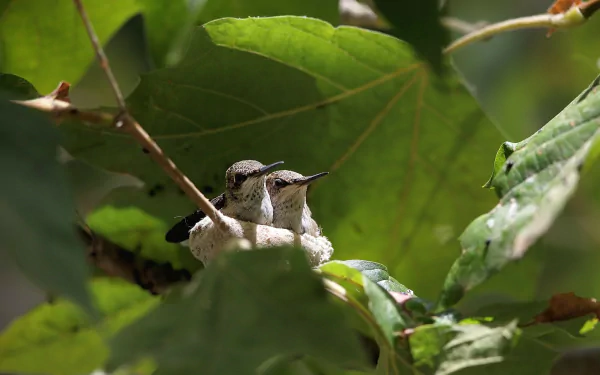 nest couple Animal hummingbird HD Desktop Wallpaper | Background Image