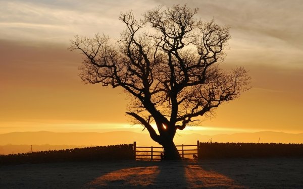 Nature Tree Trees Sunset HD Wallpaper | Background Image