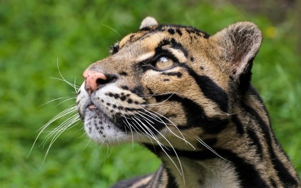 Animal Clouded Leopard Cats Close-Up HD Wallpaper | Background Image