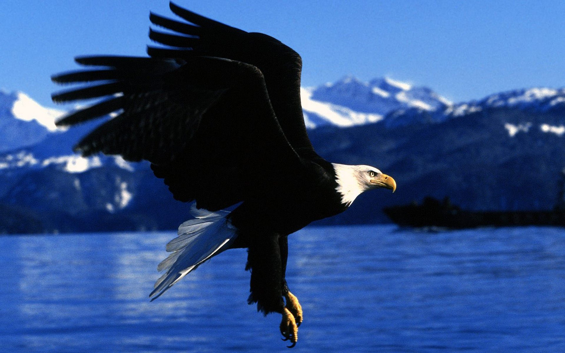 Download Animal Bald Eagle HD Wallpaper