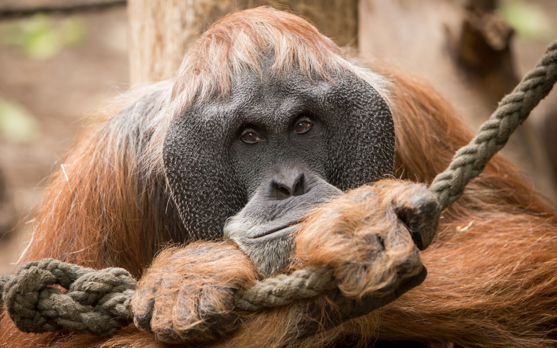  Orangutan  Full HD Wallpaper and Background Image 
