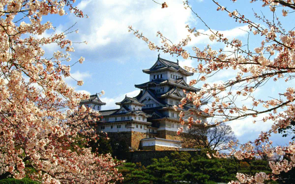 HD desktop wallpaper featuring the man-made Himeji Castle framed by blooming cherry blossoms under a bright blue sky.