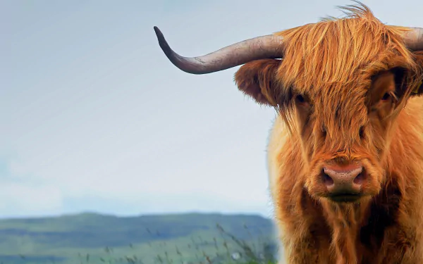 cow Animal highland cattle HD Desktop Wallpaper | Background Image