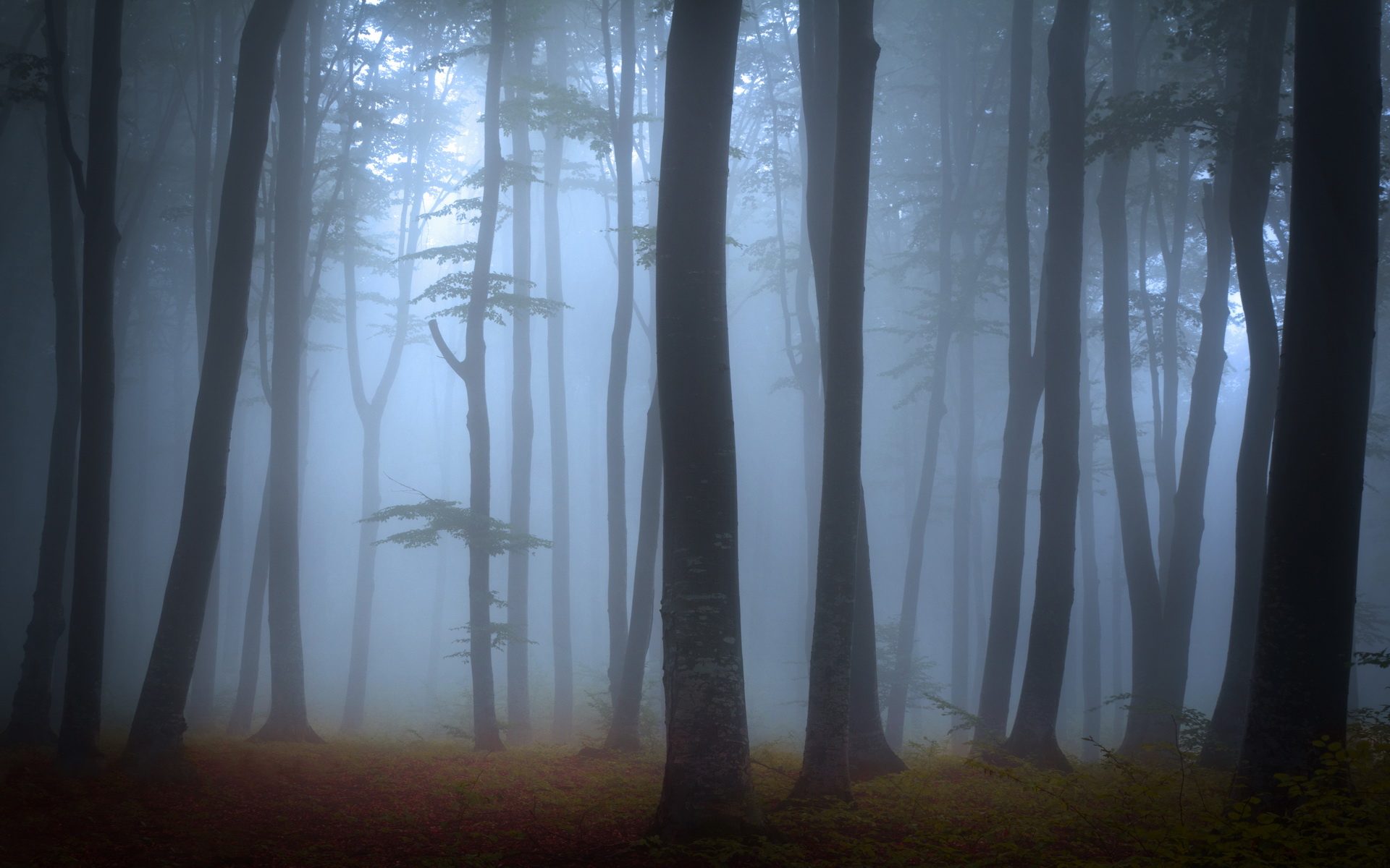 Download Nature Fog HD Wallpaper