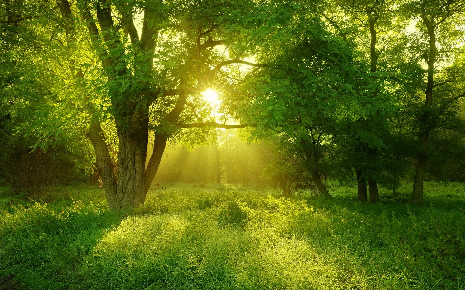 HD PC desktop wallpaper showing a nature scene with sunbeams filtering through trees onto a lush, green grassy clearing.