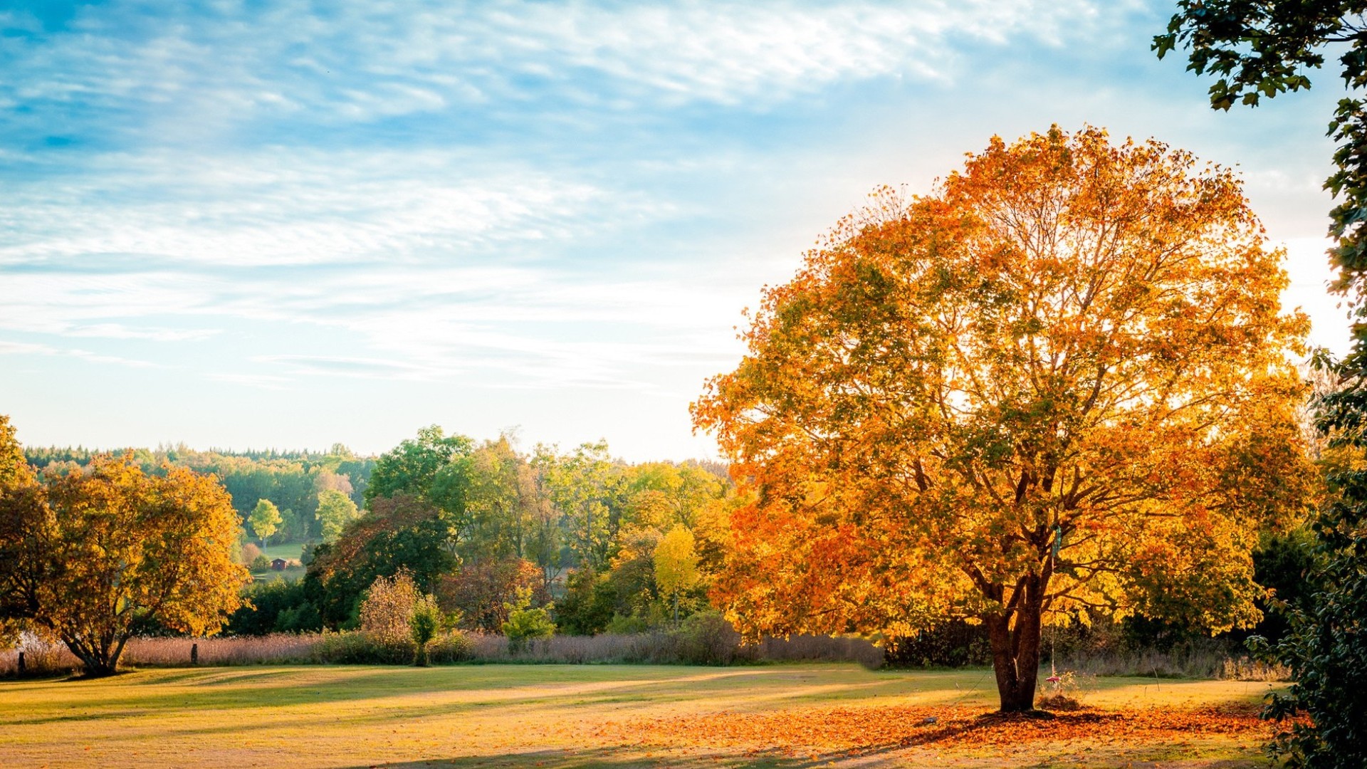 Download Leaf Fall Wood Nature Tree Hd Wallpaper