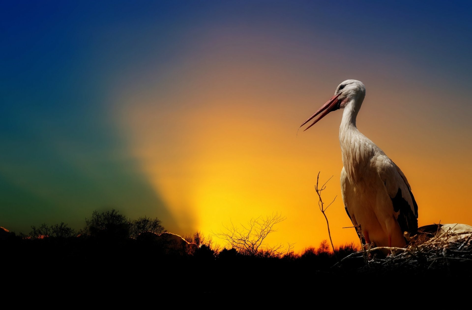 White stork Full HD Wallpaper and Background Image | 2048x1345 | ID:546358