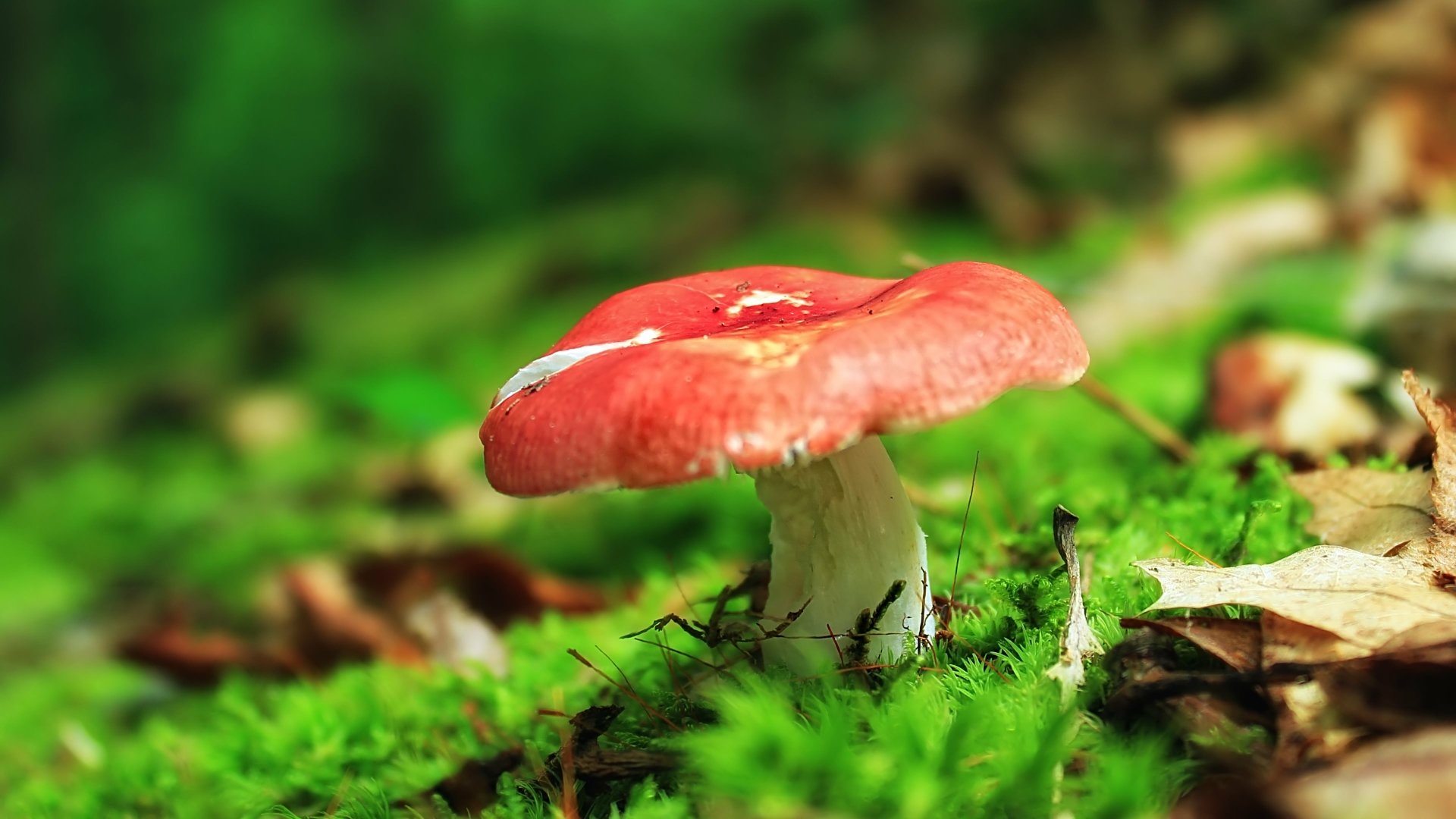 4K Ultra HD PC desktop wallpaper/background showing a red-capped mushroom on bright green moss in a softly blurred forest.