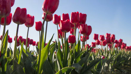 A vibrant field of red tulips against a clear blue sky, captured in stunning 4K Ultra HD, showcasing the beauty of nature in full bloom.