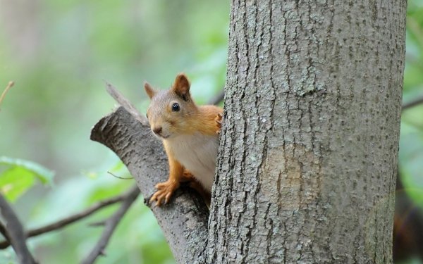 Animal Squirrel Tree HD Wallpaper | Background Image