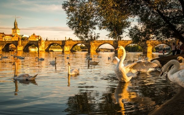 Animal Mute swan Birds Swans Swan River Prague HD Wallpaper | Background Image