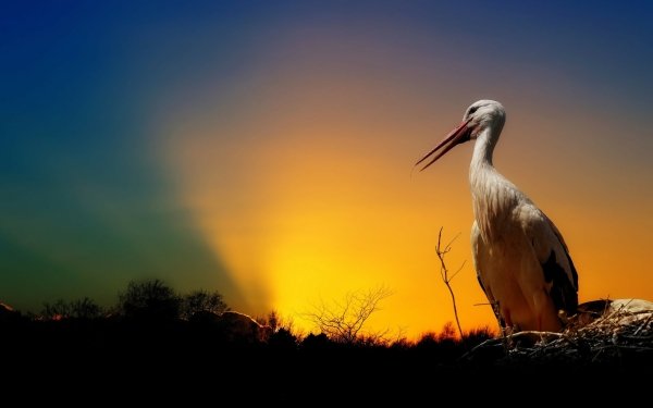 Animal White stork Birds Storks Stork Nest Sunset HD Wallpaper | Background Image