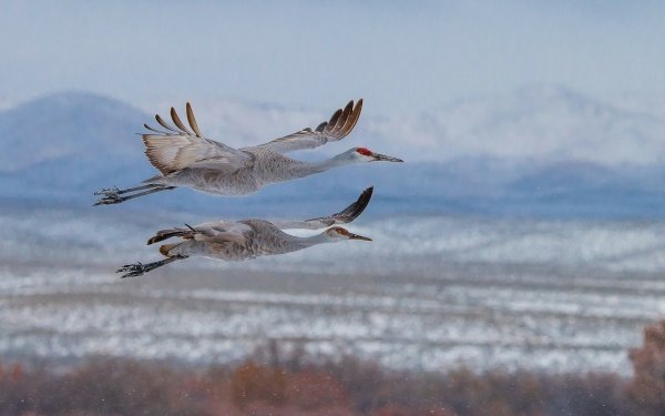 Animal Sandhill Crane Birds Cranes Flight HD Wallpaper | Background Image