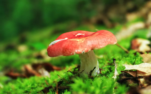 4K Ultra HD PC desktop wallpaper/background showing a red-capped mushroom on bright green moss in a softly blurred forest.
