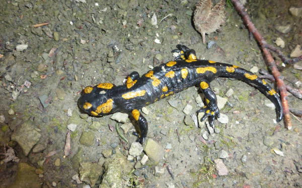  salamander