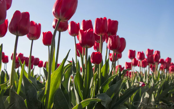 A vibrant field of red tulips against a clear blue sky, captured in stunning 4K Ultra HD, showcasing the beauty of nature in full bloom.