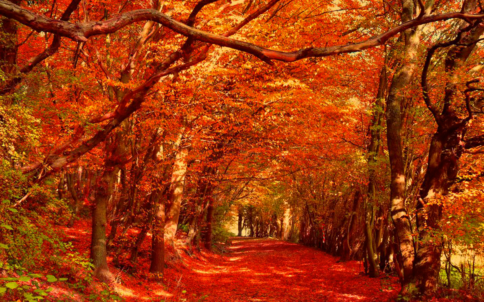 Download Nature Fall HD Wallpaper