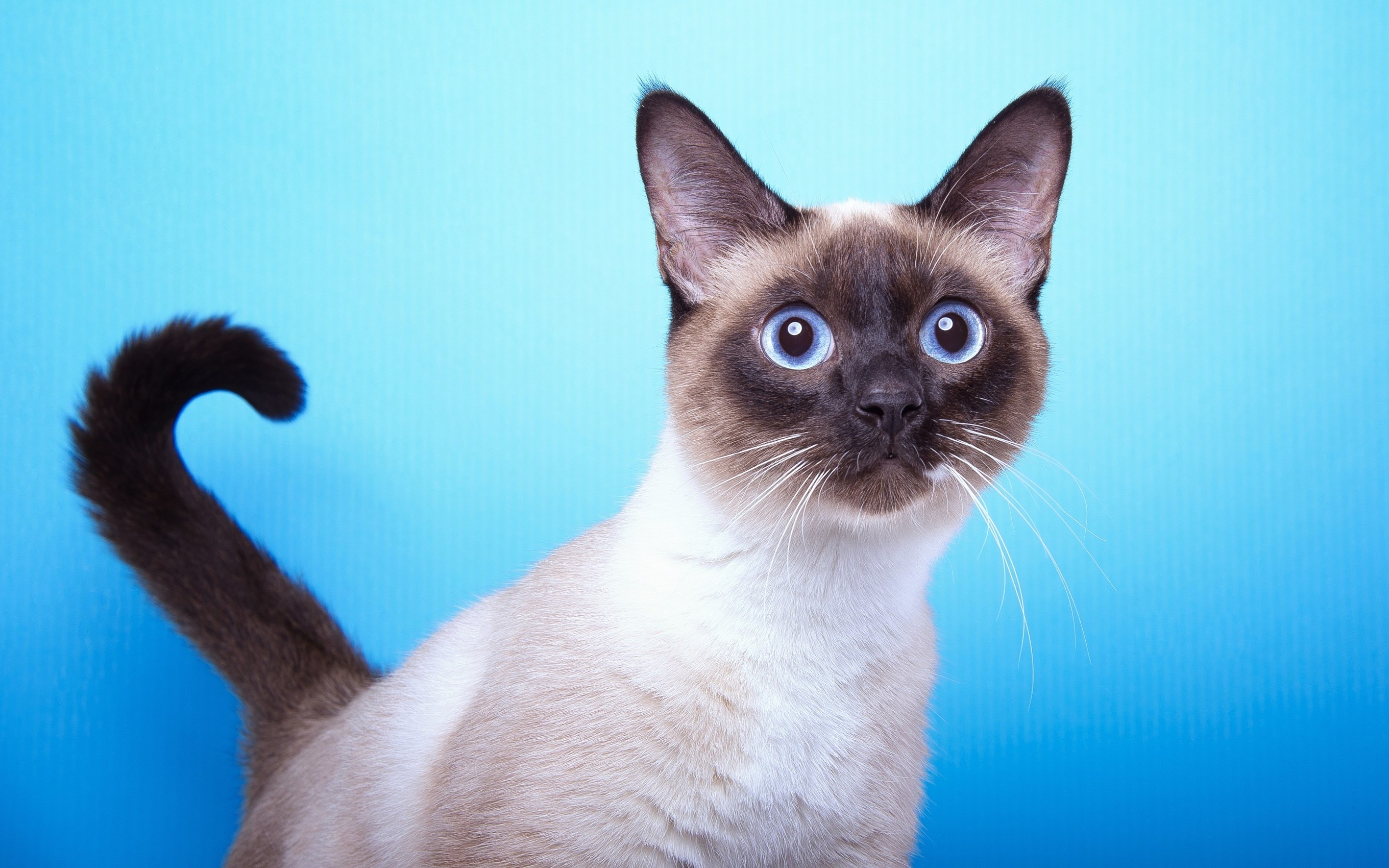 Animal Cat HD Wallpaper | Background Image