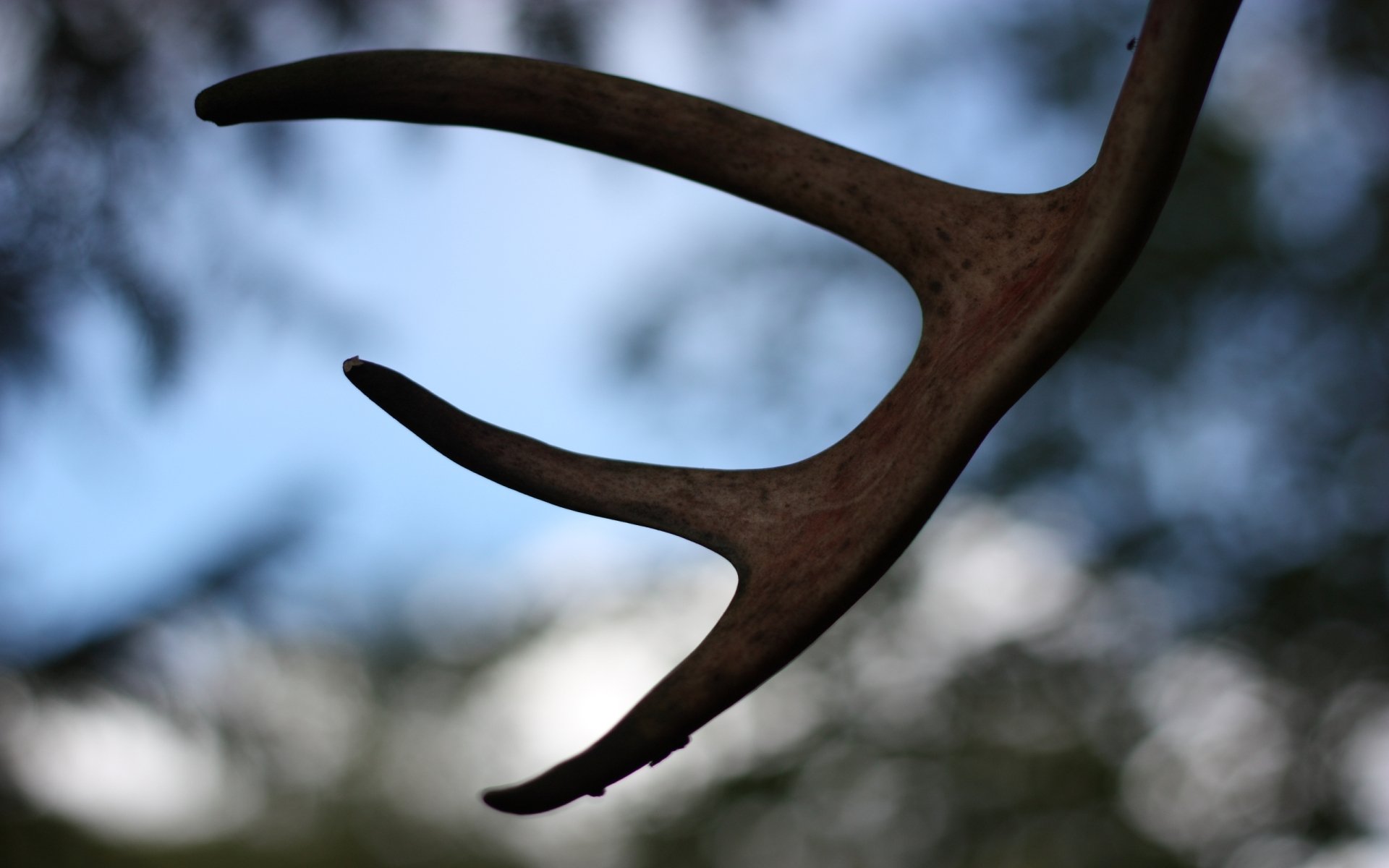 32 Antler HD Wallpapers | Background Images - Wallpaper Abyss