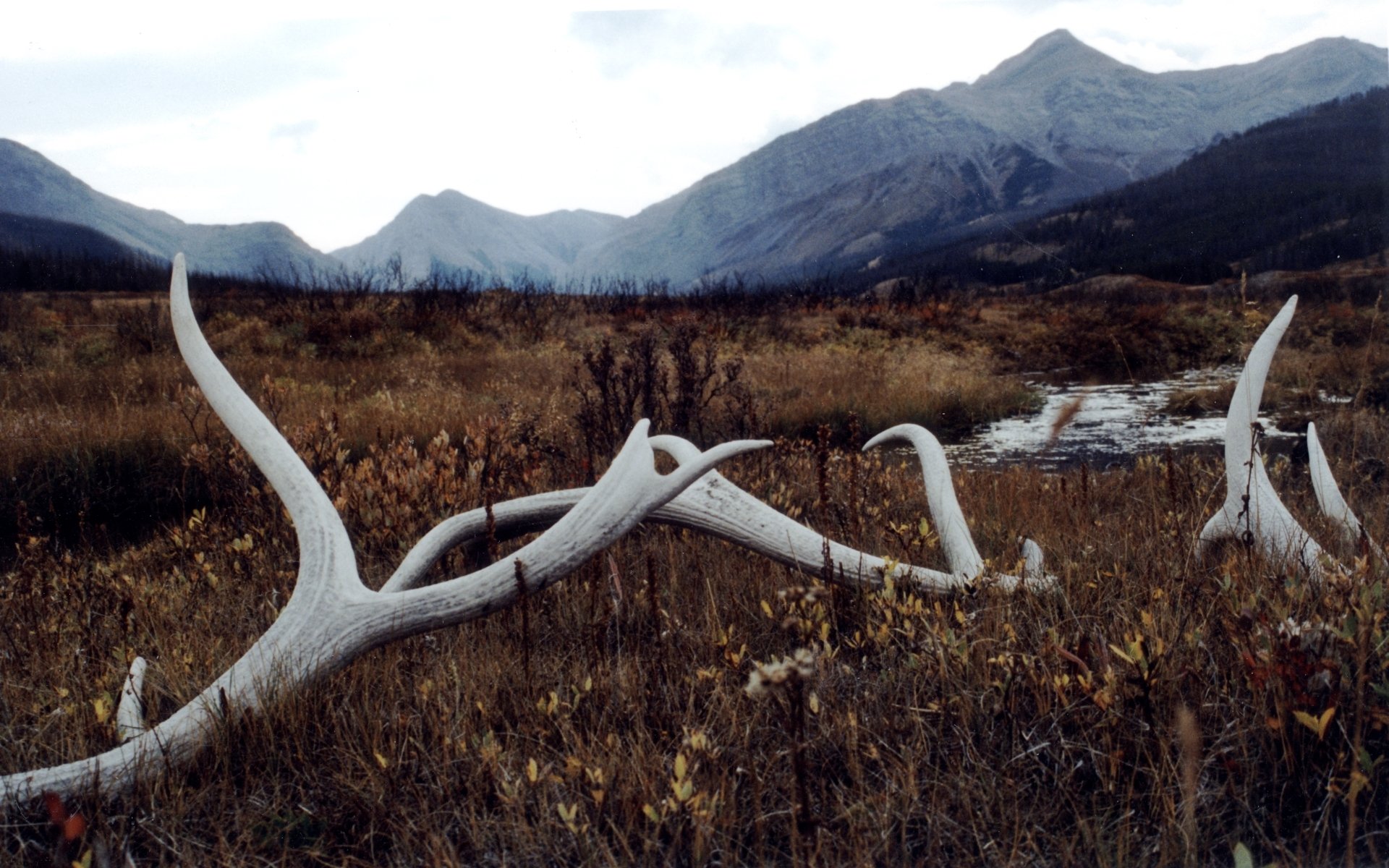 Antler HD Wallpaper | Background Image | 1920x1200 | ID:547859