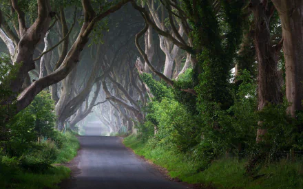 A serene road lined with shadowy trees creates a captivating, man-made pathway, inviting exploration through the lush greenery and misty ambiance.