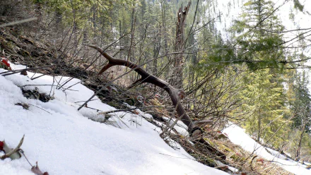 photography antler HD Desktop Wallpaper | Background Image