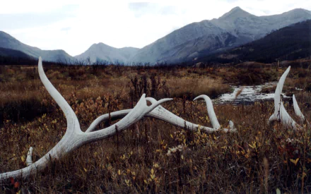 photography antler HD Desktop Wallpaper | Background Image