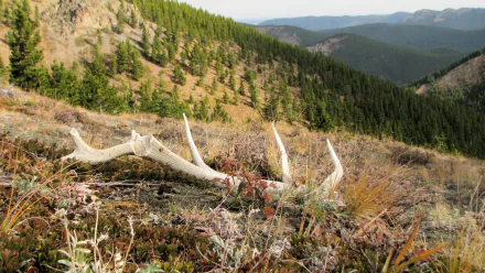 photography antler HD Desktop Wallpaper | Background Image