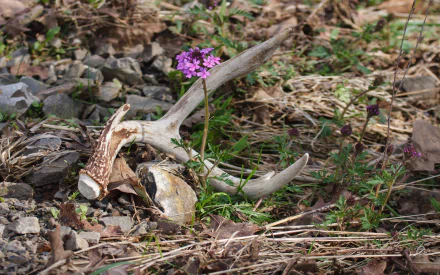 photography antler HD Desktop Wallpaper | Background Image