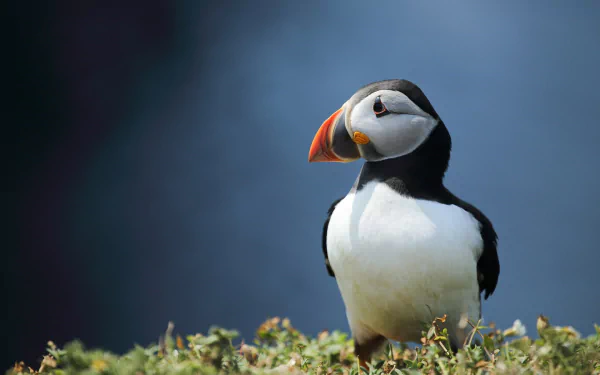 Animal puffin HD Desktop Wallpaper | Background Image