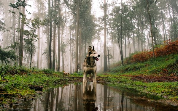 Animaux Husky Chiens Chien Réflection Forêt Brouillard Fond d'écran HD | Image