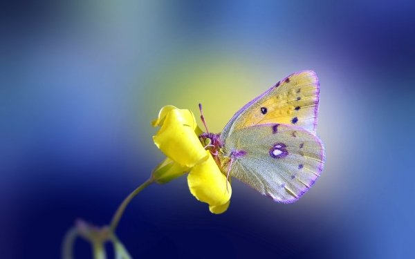 Animal Butterfly Insects Flower HD Wallpaper | Background Image