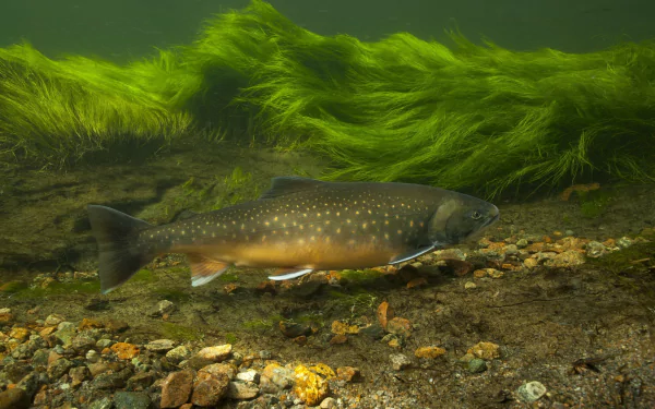 Underwater HD PC desktop wallpaper of an animal, a trout, swimming over a rocky streambed beneath swaying green aquatic plants.