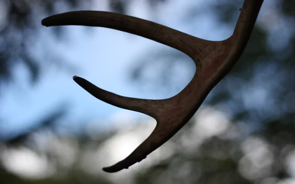 photography antler HD Desktop Wallpaper | Background Image