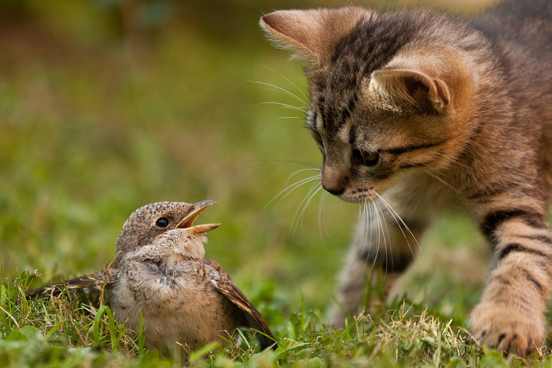 A young cat curiously approaches a small bird on the grass, showcasing a moment of nature in this HD PC desktop wallpaper and background.