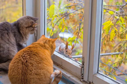 HD desktop wallpaper featuring two cats and a squirrel by a window, overlooking autumn foliage.