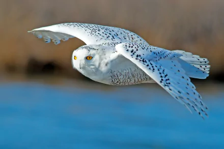 A majestic snowy owl glides effortlessly over a shimmering blue background, showcasing its striking white feathers and yellow eyes, making a stunning HD desktop wallpaper.