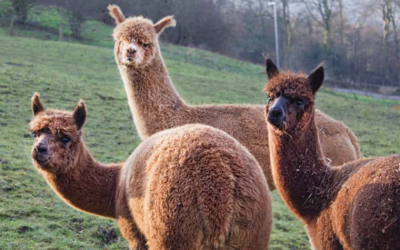 Animal alpaca HD Desktop Wallpaper | Background Image