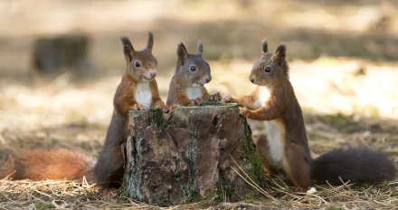 Three squirrels gather around a tree stump in a serene natural setting, captured in a high-definition wallpaper. The scene showcases their playful interaction and vibrant fur.