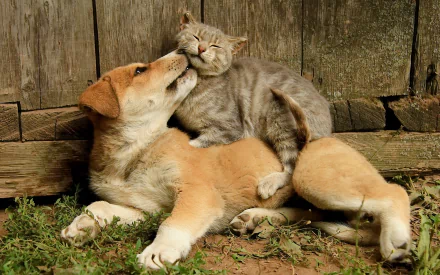 Animal Cat & Dog HD Desktop Wallpaper | Background Image