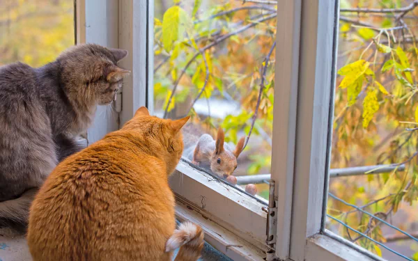 HD desktop wallpaper featuring two cats and a squirrel by a window, overlooking autumn foliage.