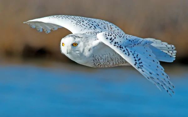 A majestic snowy owl glides effortlessly over a shimmering blue background, showcasing its striking white feathers and yellow eyes, making a stunning HD desktop wallpaper.