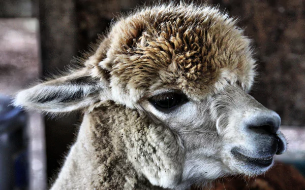 Animal alpaca HD Desktop Wallpaper | Background Image