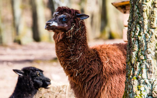 Animal alpaca HD Desktop Wallpaper | Background Image